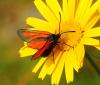 Zygaena sp.